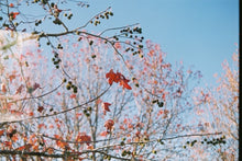 Load image into Gallery viewer, Fujicolor Superia 100 135-24 - Expired!