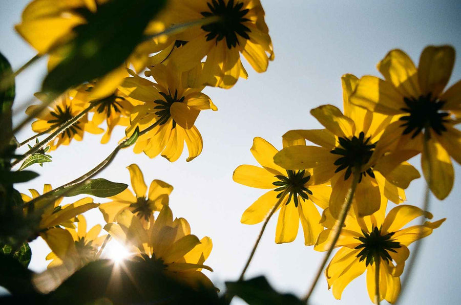 Kodacolor 100 135-36 35mm